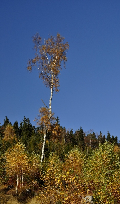 Moje bříza - podzim